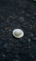 dumpling