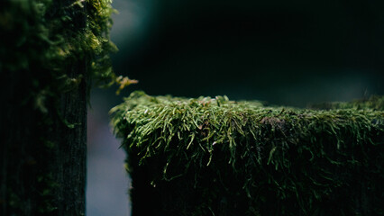 green moss