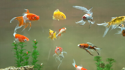 goldfish goldfishes in many colors swimming in a jar