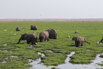 Naklejka na ściany i meble Beautiful image of elephants drinking and walking through a marsh in the Amboseli national park in Kenya, Africa