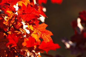 Maple leaves on a tree branch. Yellow, red and orange leaves glow in the sun. Autumn sunny day.