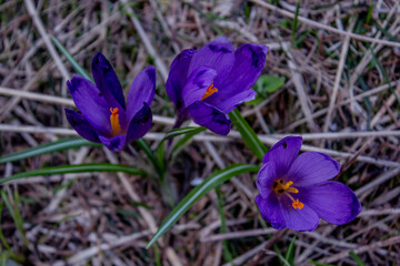 blooming crocuses in the valley at the top of the mountain