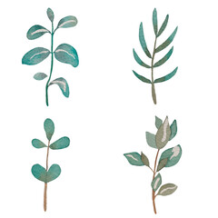 Watercolor green herbs and plants. Illustration of mint, chamomile, mandrake root