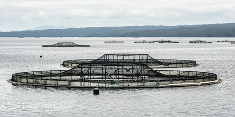 Tuna Farms in Macquarie Harbour- Tasmania - Powered by Adobe