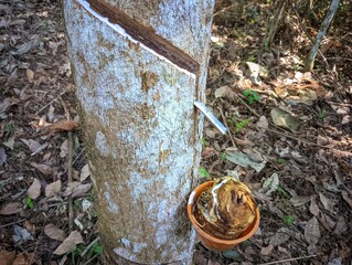 Obraz premium Collecting natural latex from rubber tree in plantation forest. Agriculture in Indonesia.