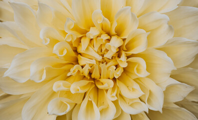 Yellow Dahlia flower. Plant Close-up. Macro. The texture of the petals. Dahlia named Labyrinth.