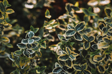 The background image is green. Natural, environmentally friendly natural background. Texture of green leaves of fortune emerald gold birch bark.