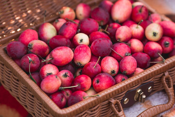 Beautiful, stylish autumn greeting card. A garden with apples. A wicker suitcase, a basket with small apples, a plaid and a vintage wooden chair. The concept of harvesting and cozy autumn.