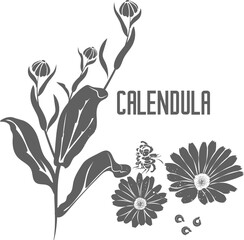 Calendula officinalis flowers vector silhouette isolated. CALENDULAE FLORES medicinal herbal outline. Marigold pharmacy silhouette illustration for pharmaceuticals and cosmetology.
 - obrazy, fototapety, plakaty