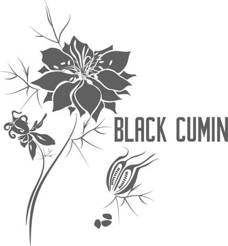 Black cumin seeds and flower vector silhouette. Black cumin medicinal herbal outline. Nigella Sativa Seeds, Kala Jeera, Black Jeera seeds silhouette illustration for pharmaceuticals and kitchen.