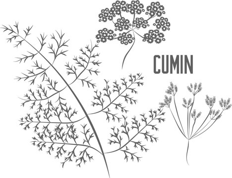 Herb caraway seeds and flowers vector silhouette. Branch of cumin medicinal herbal outline. CARVI FRUCTUS seeds silhouette illustration for pharmaceuticals and kitchen