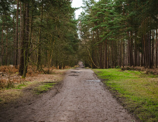 Fototapeta premium path in the woods