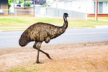 Australian Emu On Walkabout