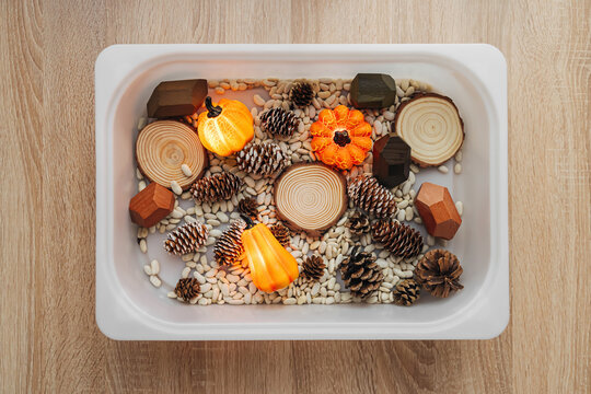 Fall Sensory Bin. Pumpkins, cones and dried beans in sensory box. Educational game. Learning through play. Montessori material. Sensory play ideas and Autumn nature crafts concept.