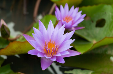 purple lotus blooming in the morning