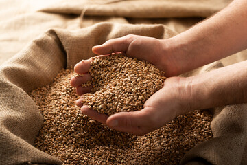 Caucasian male showing wheat grains in his hands over burlap sack