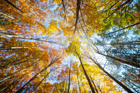 Colorful fall autumn forest of beech forest