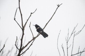 Hummingbird endemic