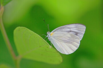 スジグロシロチョウ