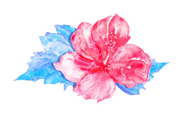 Watercolor hand drawn pink hibiscus flower with blue leaves. Isolated on white