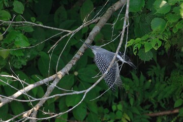 ヤマセミ　飛翔