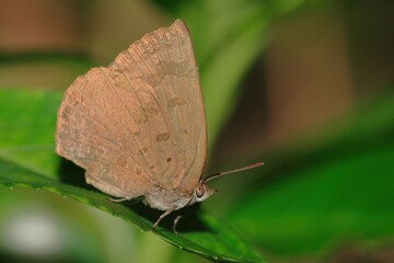 ムラサキシジミ