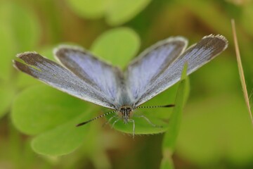 ヤマトシジミ　オス