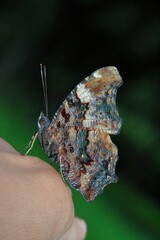 手乗り　ルリタテハ