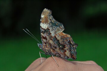 手乗り　ルリタテハ