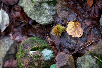いがぐりと苔の岩と腐葉土