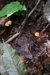 森のキノコと湿った土