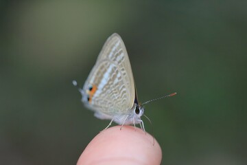 手乗りウラナミシジミ