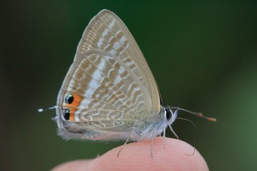 手乗りウラナミシジミ