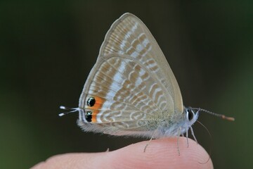 手乗りウラナミシジミ