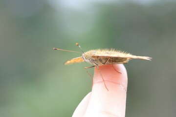 キタテハ手乗り