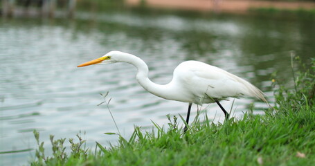 White bird slowly approaching to catch fish. Animal hunting for food