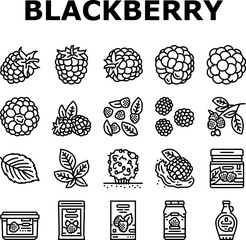 blackberry fruit berry black food icons set vector. black summer ripe plant, summer dessert, organic fresh berries wild blackberry fruit berry black food black contour illustrations