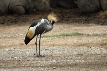 Colorful bird is standing on the sand.