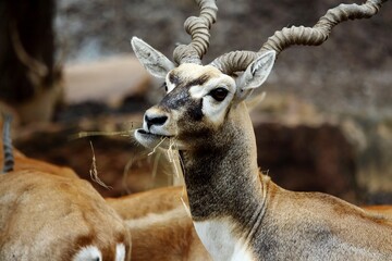 Buck antelope deer eating hay.