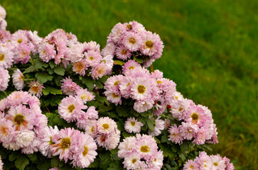 Pink chrysanthemum flowers