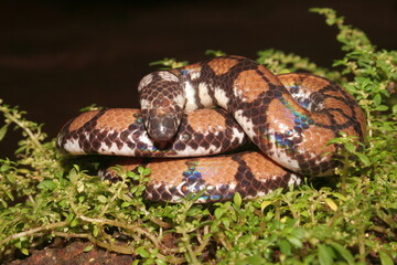 The Ceylonese cylinder snake (Cylindrophis maculatus) is a species of snake in the family Cylindrophiidae endemic to Sri Lanka.