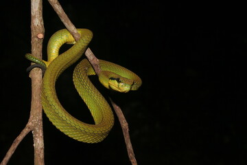 Green Pit Viper (Trimeresurus trigonocephalus) is a moderately venomous snake endemic to Sri Lanka. 