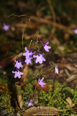 Utricularia, commonly and collectively called the bladderworts, is a genus of carnivorous plants