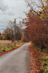 Late autumn in  city. Bare trees and brown leaves