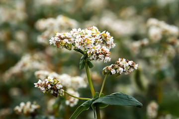 Flowering buckwheat close-up. Macro shot. High quality photo