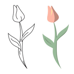 flower tulip set, concept, colors and outline illustration for card