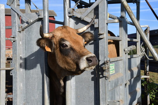Une vache immobilis&eacute;e dans la stabulation pendant un examen m&eacute;dical dans une exploitation agricole fran&ccedil;aise
