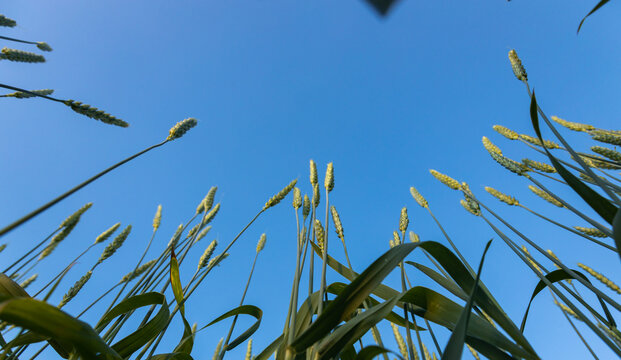 Ears Of Young Wheat In The Field. The Concept Of Food Crisis And Disruption Of Supply And Supply Chains. World Hunger Issues