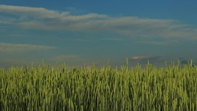 Ears Of Young Wheat In The Field. The Concept Of Food Crisis And Disruption Of Supply And Supply Chains. World Hunger Issues