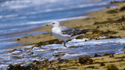 Seagull looking at the sea